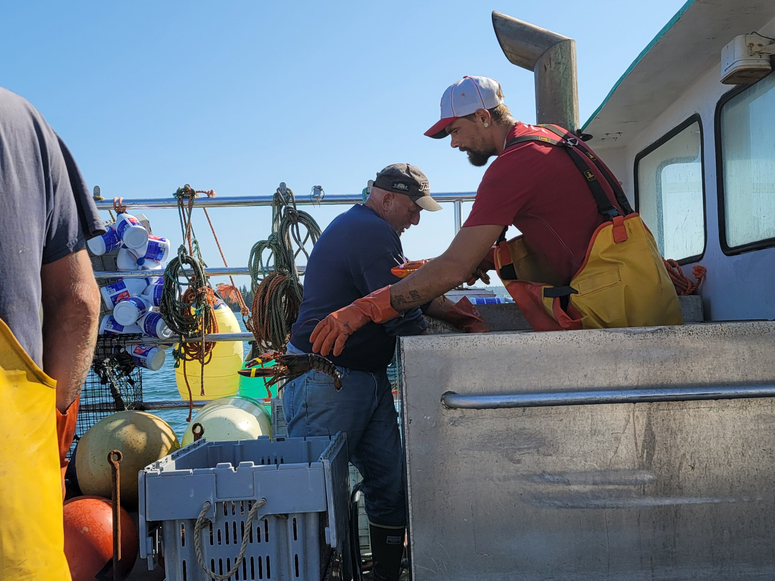 Union lobstermen aboard a fishing vessel toss their fresh catches into a basket